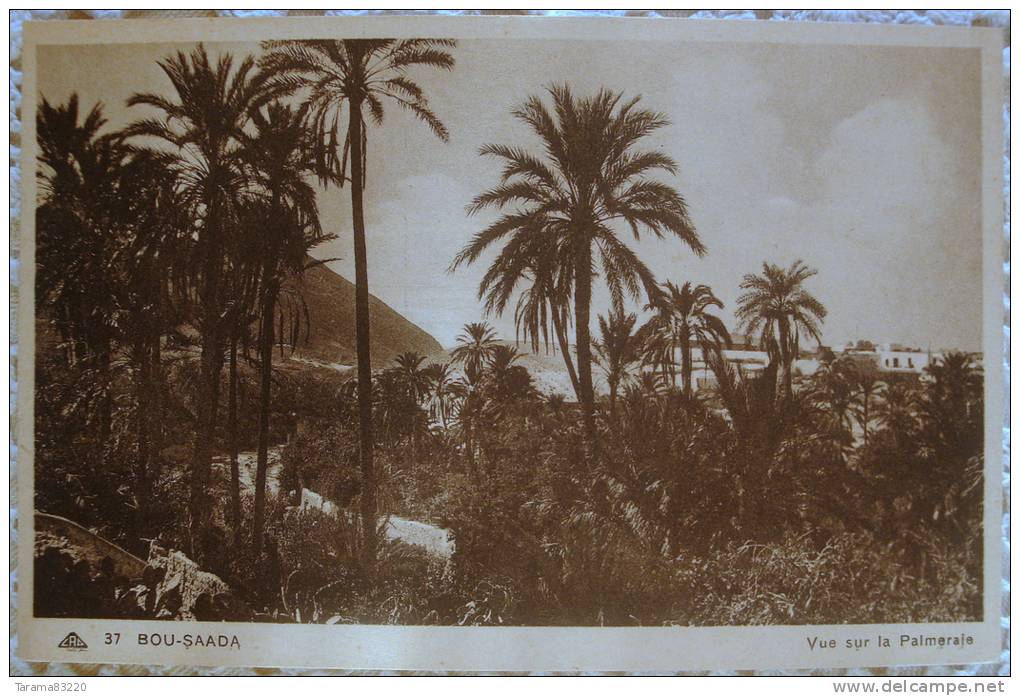 CPA ALGERIE 37. BOU SAADA VUE SUR LA PALMERAIE