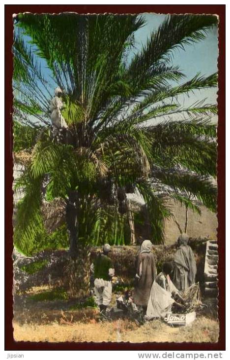 Cpa d' Algérie Bou Saada  Scènes et  types la cueillette des dattes à Tolga  MART4
