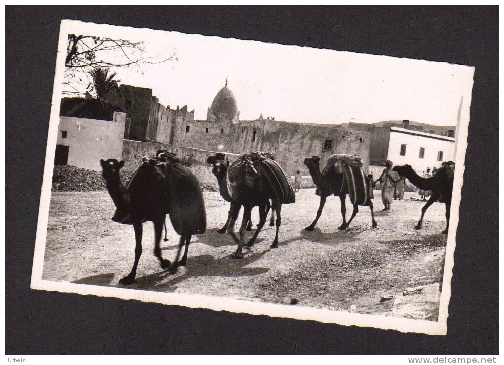 CPSM Algerie Alger Bou-Saada