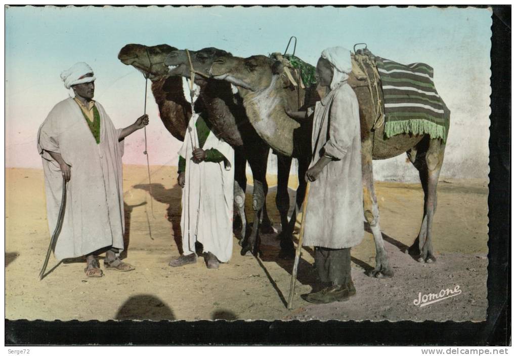 cpsm 117.  BOU.SAADA   Cité du Bonheur  Chameliers