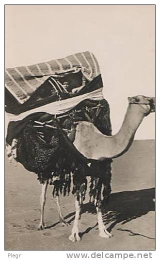 BOU SAADA - 6058 - CITE DU BONHEUR - 1955