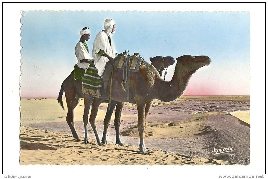 cp, Algérie, Bou-Saada, Chameliers dans le Désert