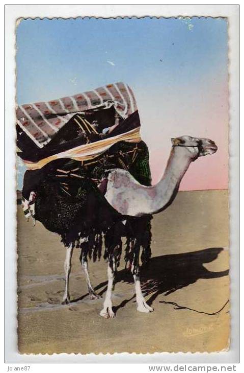 CPM   BOU SAADA     1956   CITE DU BONHEUR    BASSOURS      CHAMEAU