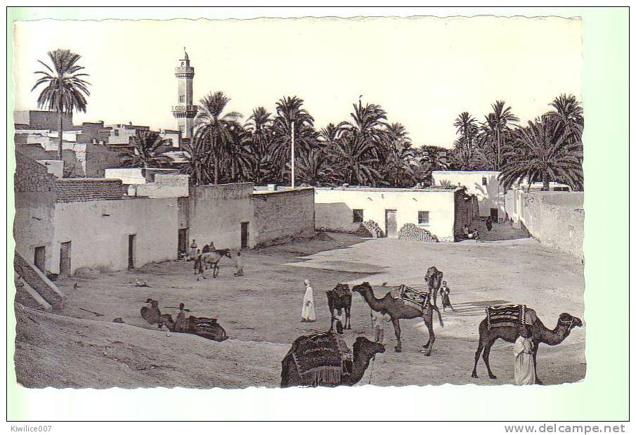 Bou Saada (Cité du Bonheur) Chameaux dans l´Oued  algerie