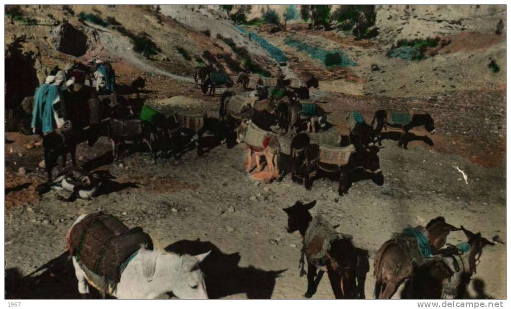 CPSM  -    Algérie  -  BOU-SAADA  - Les Aniers -   (Anes)