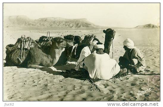 CP.  BOU SAADA.  CHAMELIERS  AU  REPOS
