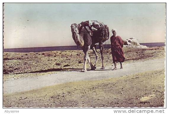 ALGERIE - cpsm  BOU  SAADA - chamelier sur la piste - jomone à alger - d1 478