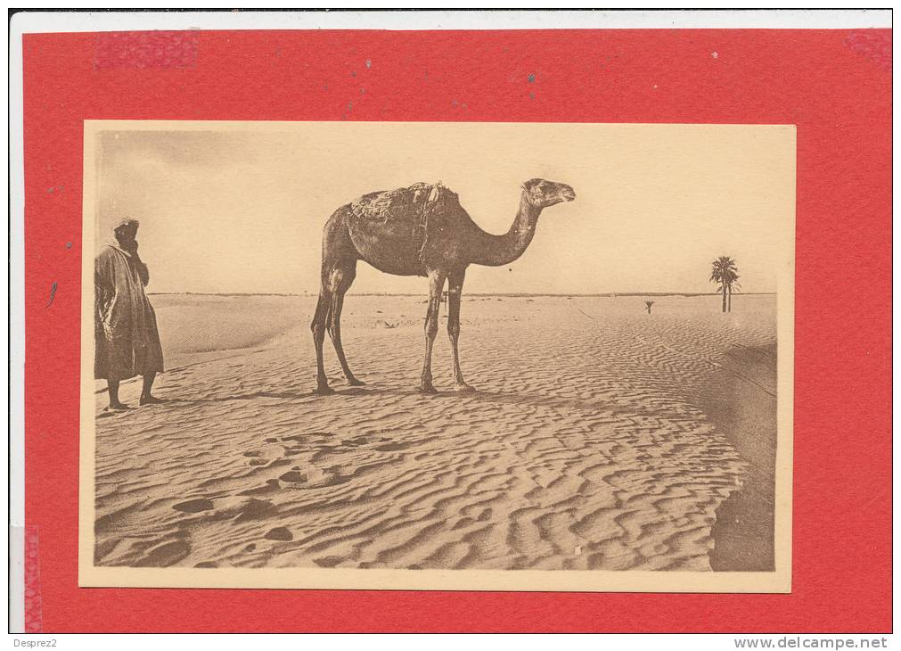 BOU SAADA cpa animée Sur une Crete                  29 Edit R Prouho