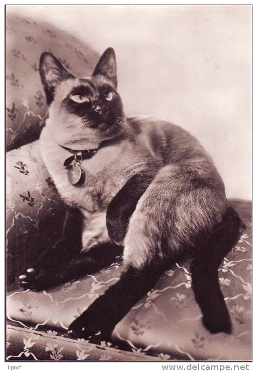 Gatto  siamese con medaglietta al collo su poltrona