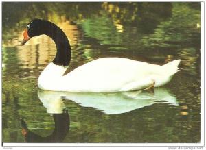 CIGNO A COLLO NERO    E814-FG