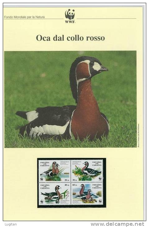 FILATELIA - WWF - UCRAINA - 4 VALORI - NUOVI - MNH - OCA DAL COLLO ROSSO  -  WORLD WIDE FOUND FOR NATURE