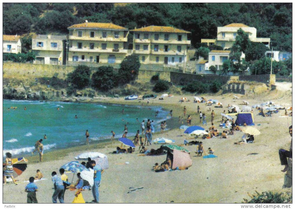 Carte postale Afrique  Algérie  Collo la plage de Aïn Doula trés beau plan