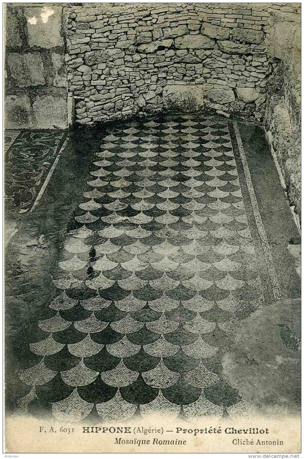 HIPPONE--  PROPRIETE CHEVILLOT   Mosaique Romaine