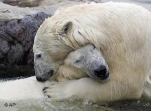 صورة وآية: التراحم بين الحيوانات