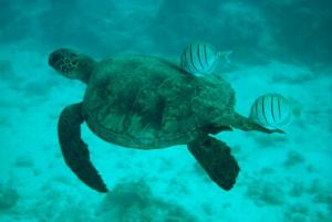 مَن الذي يهدي هذه السلحفاة البحرية؟