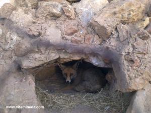 Renard au Zoo de Mansourah