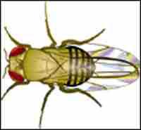 الداء والدواء في الذباب