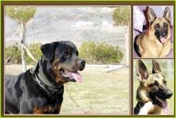 إذا شرب الكلب في إناء أحدكم