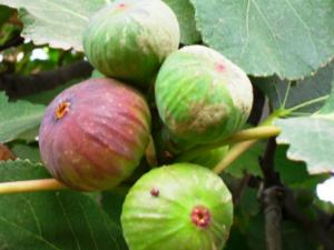 Figues de Tiout