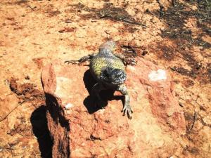 Lézard du montagnes de Tiout