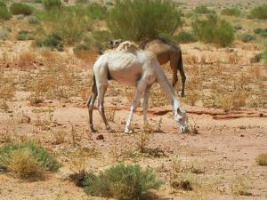Des chameaux dans la région de Tiout