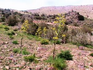 végétations de montagne aissa