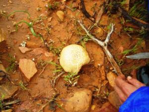 Champignons régions de Tiout