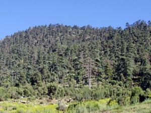 جبل شلية  ولاية خنشلة