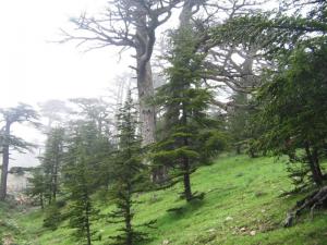 جمال بلادي ---منظر من غابات يابوس