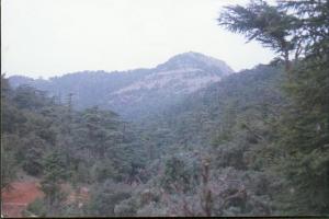 جمال بلادي ---منظر من غابات يابوس