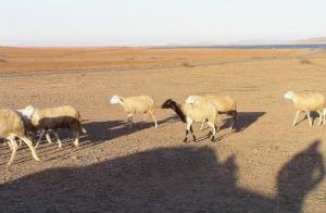 le mouton chaoui-yabous
