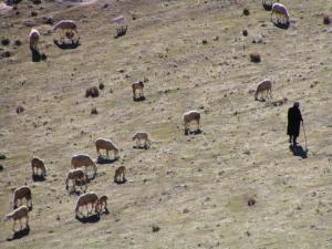 un berger avec son troupeau à foum tagharist  yabous