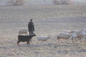 un berger avec son troupeau à foum tagharist  yabous