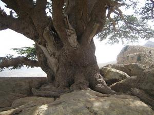 جبل شلية  ولاية خنشلة