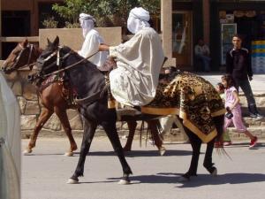 الشاوي والفرس الشاوية