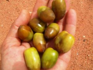 des dates vertes Tiout