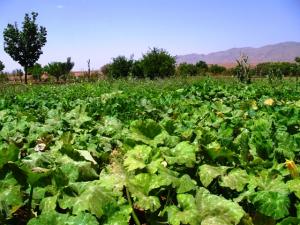 jardins el Maader de Tiout