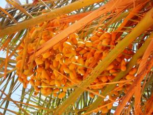 palmiers, des dates
