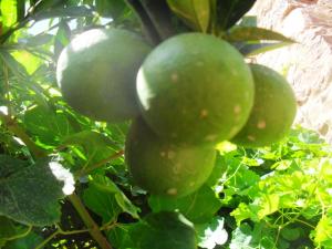 les oranges de tiout