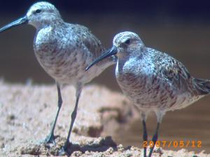 Les oiseaux migrateurs