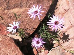 fleurs du montagnes de Tiout