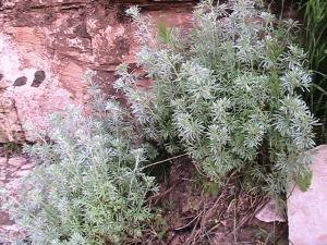 l’armoise  montagne Aissa