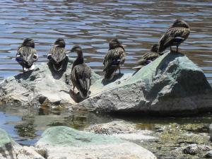 Les oiseaux migrateurs