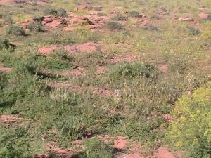 printemps région de tiout