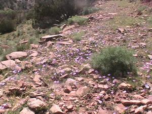 printemps région de montagne Aissa