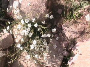 fleurs  de Ain Aissa