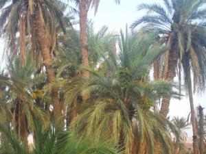 Tiout vue dans l'oasis