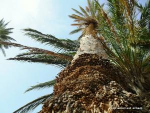palmiers, des dates