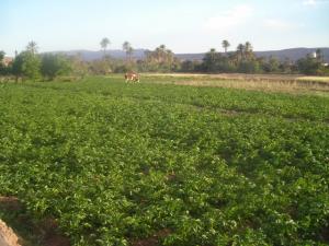 vue dans El grara  Tiout