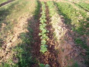 agriculture traditionnelle àTiout